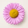 Erigeron (Fleabane)