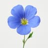 Flax