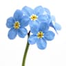 Forget Me Not