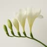 Freesia