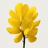 Gorse