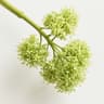 Grapeflower