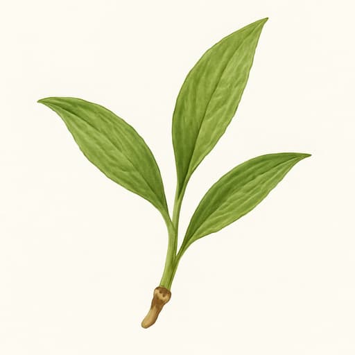 Green Nard