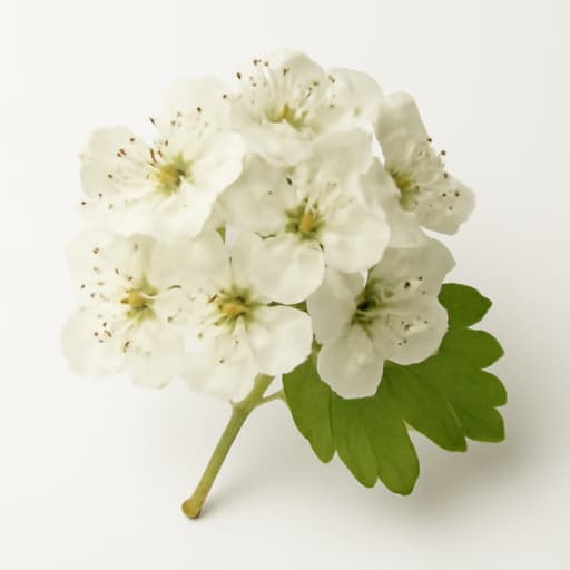 Hawthorn