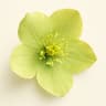 Hellabore Flower