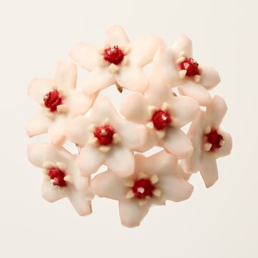 Hoya Carnosa Wax Plant