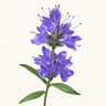 Hyssop