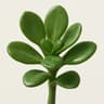 Jade Flower