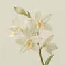 Jasmine Orchid