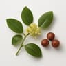 Jujube Blossom
