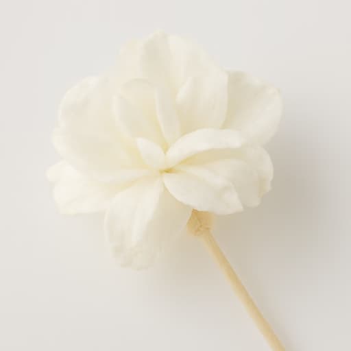 Litchi Blossom