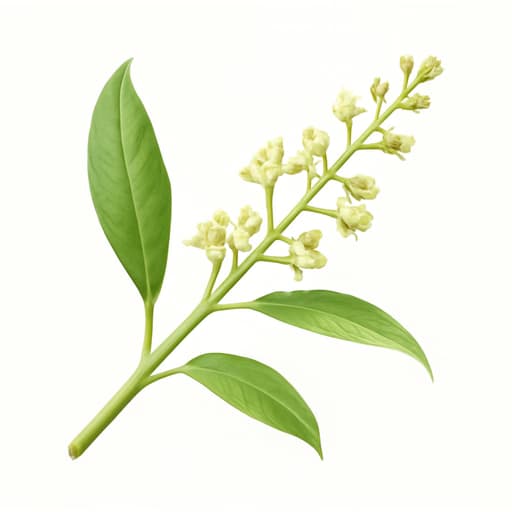 Mango Blossom