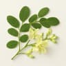Moringa Blossom