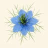 Nigella