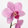 Orchid