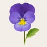 Pansy