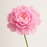 Peony