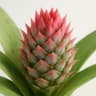 Pineapple Blossom
