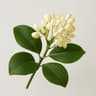 Pittosporum