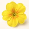 Primrose