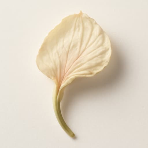 Queen of the Night Flower