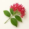 Rangoon Creeper
