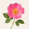 Rosa Rubiginosa