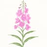 Rosebay Willowherb