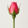 Rosebud