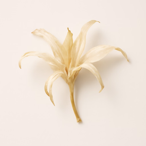 Sand Lily