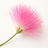 Silk Tree Blossom