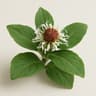 Snakeroot