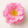 Taif Rose