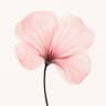 Transparent Flowers