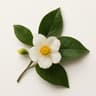 White Tea Blossom