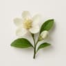 Yuzu Flower