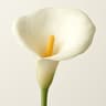 Arum Lily
