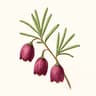 Boronia