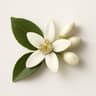 Grapefruit Blossom