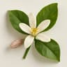 Lemon Blossom