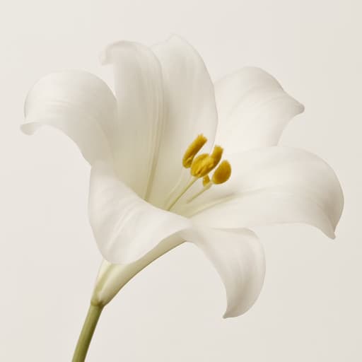 Lily