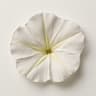Moon Flower