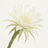 Night Blooming Cereus