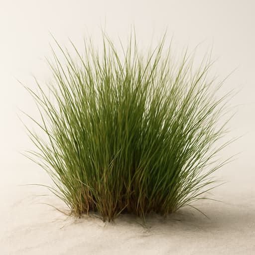 Ammophila (Beach Grass)