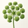 Angelica
