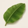 Banana Leaf