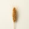 Barley