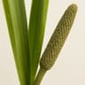 Calamus