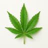 Cannabis