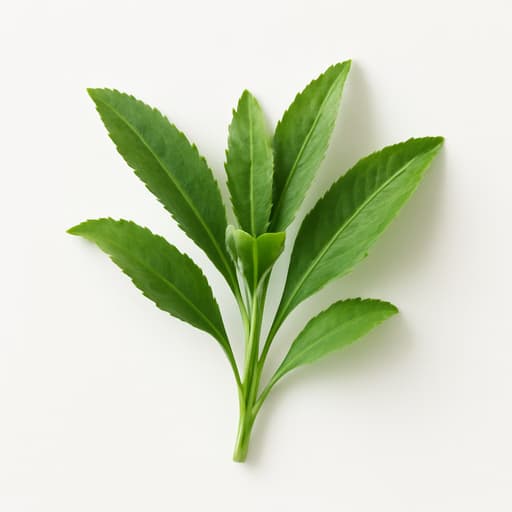 Carnation Leaves